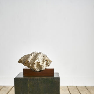 Grand bénitier bivalve